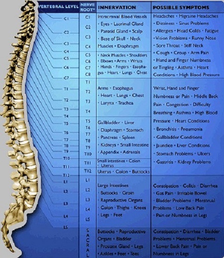 Vertebral Subluxation Complex (VSC)